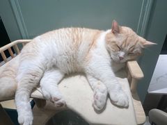 -安格丽娜·狗咖·猫咖羊驼咖(春熙路百盛商场店)