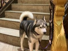 -more than meow吴止猫主题餐厅(承德 中船汇店)