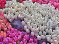 -双季花艺园艺市场(浦东店)