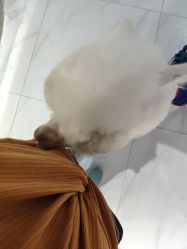 -Moni星球萌宠·小马宝莉·灵蛇·高端高阶全萌宠互动体验俱乐部(红豆国际广场店)