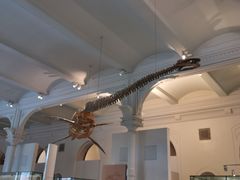 -美国自然历史博物馆