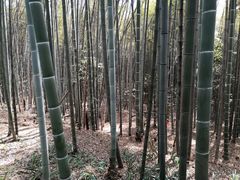 -铁山坪森林公园