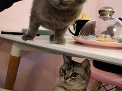 -三花喵·撸猫购宠·宠物生活馆(虹桥南丰城店)