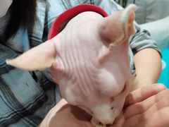 -藏猫猫咖啡主题馆(中央大道店)