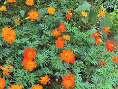 -芳华轩•客家菜馆(梧桐山店)