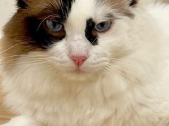 -有喵·猫咖·狗咖·30几只猫10只小狗(岗厦店)