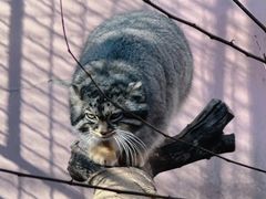 -青藏高原野生动物园