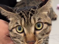 -汪喵宠物医院·骨科心脏影像·犬猫急重症ICU诊疗中心(成华分院)