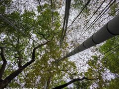 -上海佘山国家森林公园天马山园