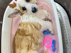 -1013 PET SHOP精品宠物商店(丁香店)
