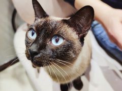 -藏猫猫咖啡主题馆(中央大道店)