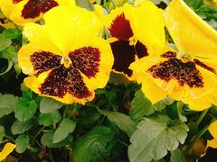 -重庆市江北嘴中央商务区中央公园