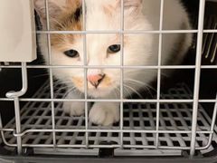 -纳吉亚猫专科动物医院(康都外科中心)