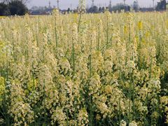 -中国天府农业博览园