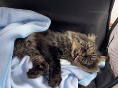 -良伴无忧宠物医院(泰欣嘉园店)