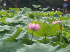 -陈家山荷花公园