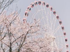 -顾村公园