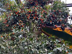 -呀路古热带植物园