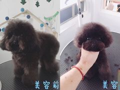 美容图-BABYDOG宝贝狗宠物乐园(欧洲城店)
