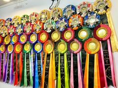 -青奢宠物·青奢猫舍