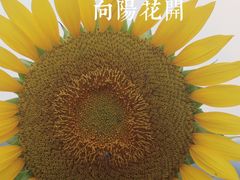 -光明小镇欢乐田园