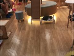 -滚猫咖啡·猫咖·猫友好撸猫(未来城店)