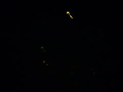 -青山公园萤火虫科普展