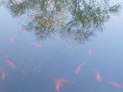 -西湖外事游船(花港观鱼码头)