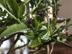 -大可堂普洱茶馆(襄阳南路馆)