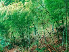 -藏龙百瀑风景区