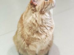 -藏猫猫咖啡主题馆(中央大道店)