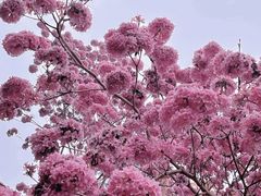 -中国科学院西双版纳热带植物园