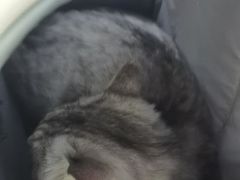 -联合动物医院(光谷诊疗中心)