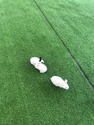 -萌宠亲子动物乐园(槐房万达店)