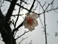 -香雪海