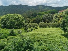 -雁南飞茶田景区