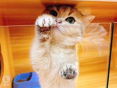 -猫十亿·布偶金渐层·曼基康矮脚猫舍(青年路店)