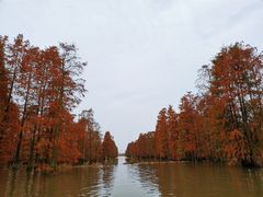 -池杉湖湿地公园