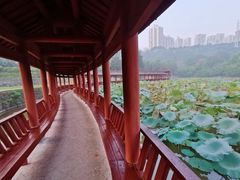 -龙头寺公园
