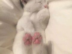 -中农大我爱我爱24h动物医院·中医针灸·猫专科·骨科医疗中心(双井店)