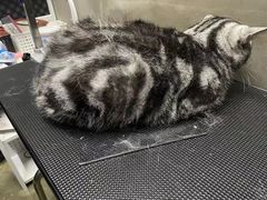 -PETKIT小佩宠物·低压洗护(国顺东路店)