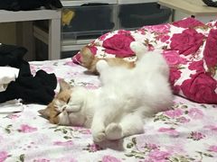 -宠爱国际动物医院· 猫科· 外科·中兽医(长白店)