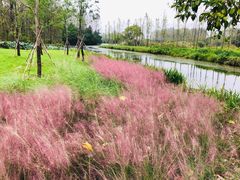 -溱湖国家湿地公园