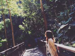-西双版纳原始森林公园