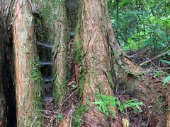 -黄山翡翠谷景区