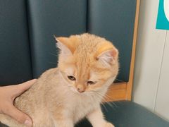-伟伟宠物医院·瑞派猫友好医院·猫科(光谷店)