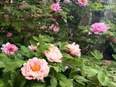-洛阳市隋唐城遗址植物园