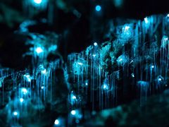 -怀托摩萤火虫洞