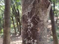-黄埔油麻山森林公园