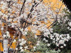 -龙华寺